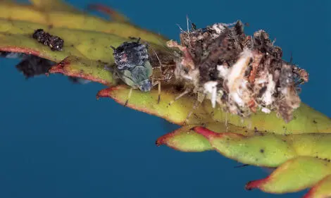 Michael Chinery Recycling the empties this lacewing larva pictured with - фото 18