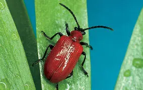 Michael Chinery Beautiful but also beastly the lily beetle must go if you - фото 14
