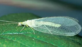 Michael Chinery Lacewings often come to lighted windows at night introduce - фото 11