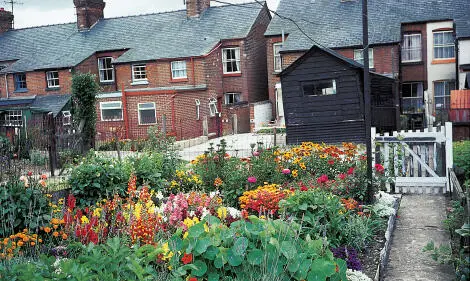 Michael Chinery Even the smallest of backyards can be a riot of colour - фото 3