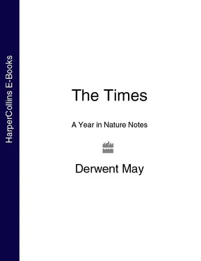 Derwent May The Times A Year in Nature Notes обложка книги