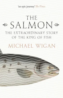 Michael Wigan The Salmon: The Extraordinary Story of the King of Fish обложка книги