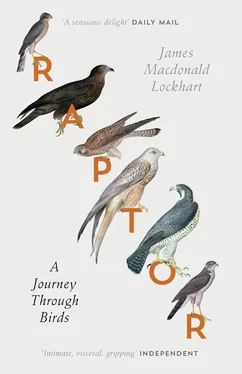 James Lockhart Raptor: A Journey Through Birds обложка книги