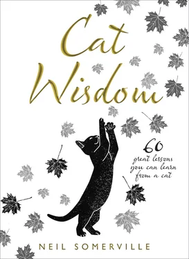 Neil Somerville Cat Wisdom: 60 great lessons you can learn from a cat обложка книги