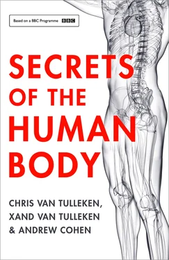 Andrew Cohen Secrets of the Human Body обложка книги