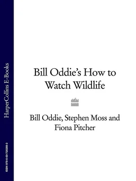 Stephen Moss Bill Oddie’s How to Watch Wildlife обложка книги