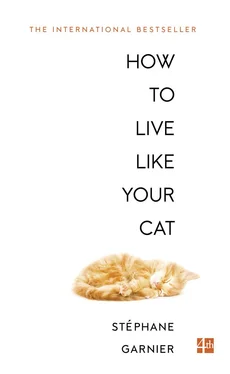 Roland Glasser How to Live Like Your Cat обложка книги