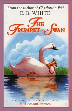 Fred Marcellino The Trumpet of the Swan обложка книги