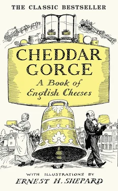 John Squire Cheddar Gorge: A Book of English Cheeses обложка книги