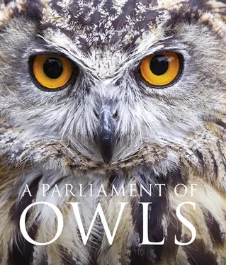 David Tipling A Parliament of Owls обложка книги