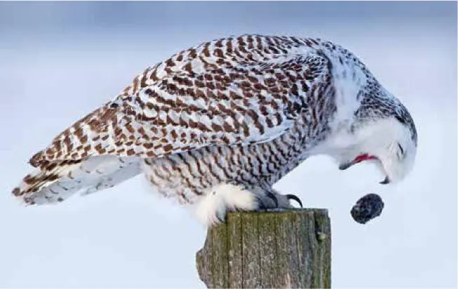 A Snowy Owl coughs up a pellet containing the indigestible parts of its prey - фото 15