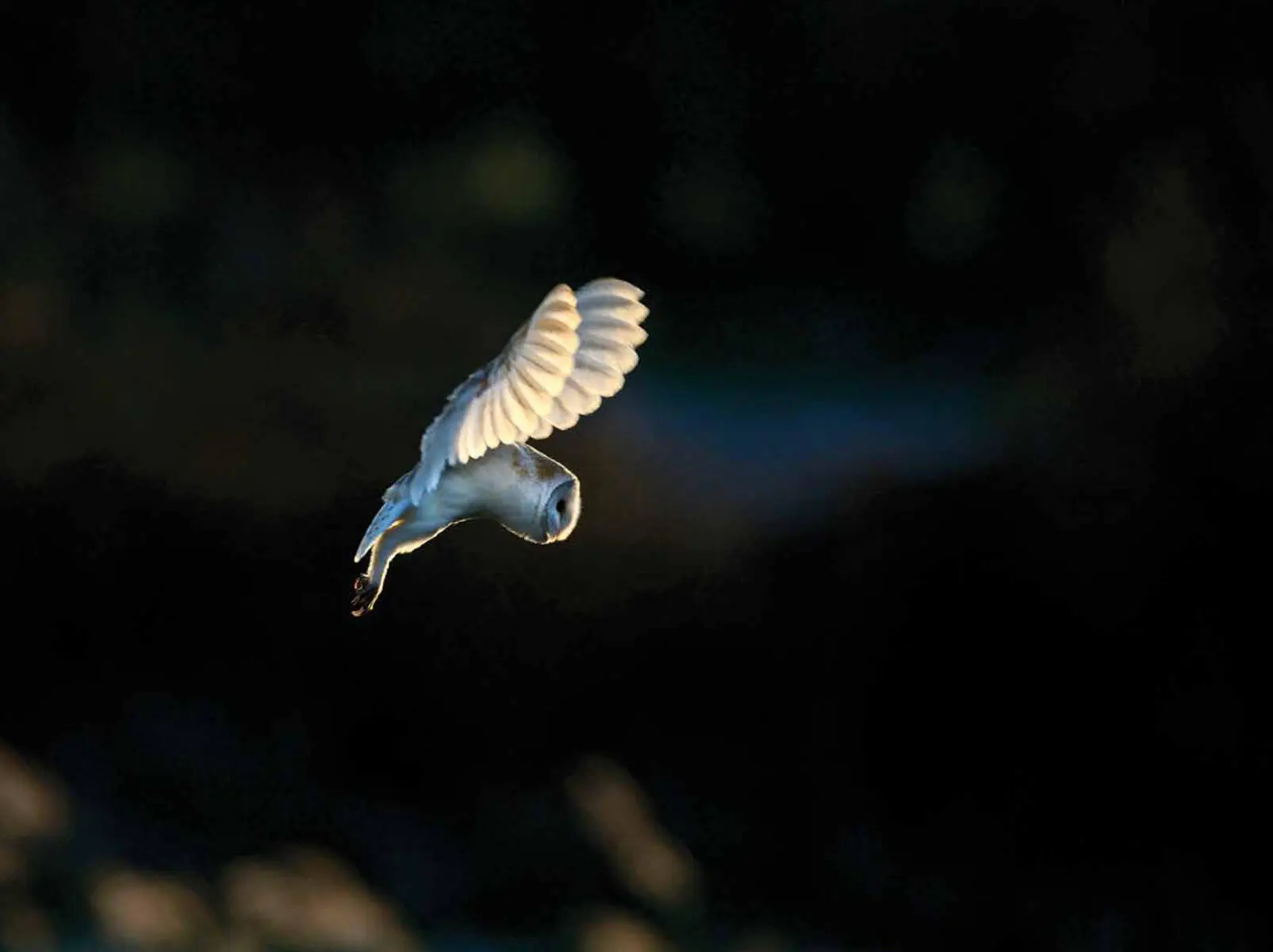 A hovering Barn Owl trains all its senses on prey below Конец - фото 19