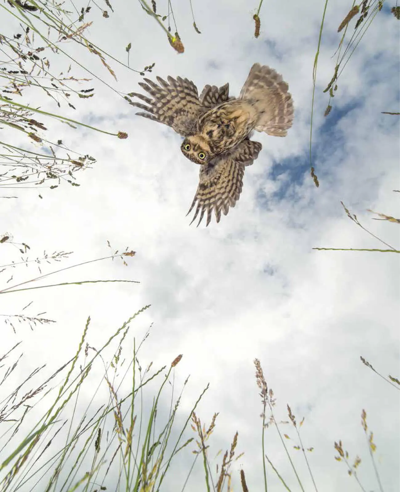A Little Owl may look cute to the human observer but to a mouse in the grass - фото 10