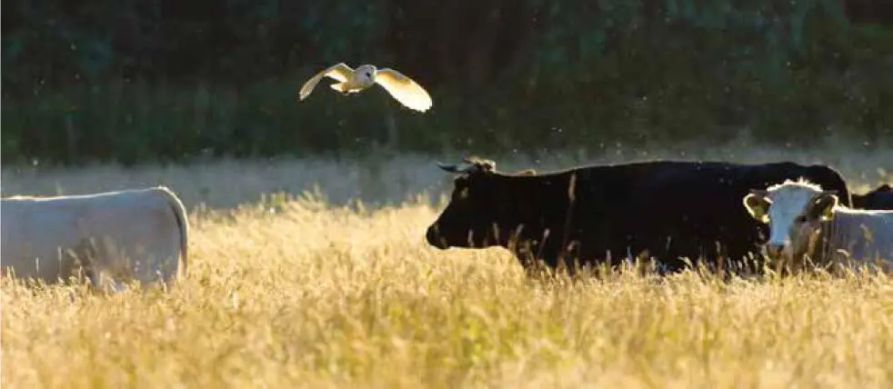 A Barn Owl hunting over a cattle pasture proves that owls can thrive in human - фото 14