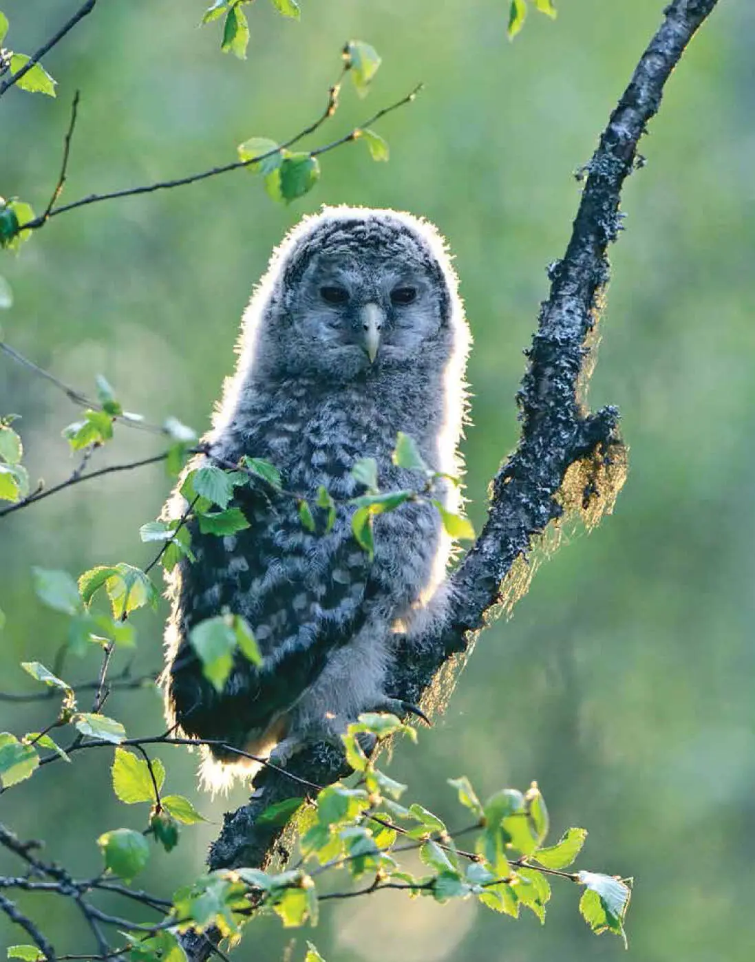 A fledgling Ural Owl still in its downy juvenile plumage Among the more - фото 17