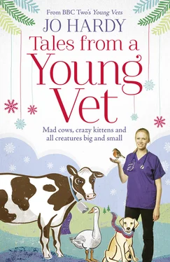 Jo Hardy Tales from a Young Vet: Mad cows, crazy kittens, and all creatures big and small обложка книги