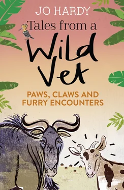 Jo Hardy Tales from a Wild Vet: Paws, claws and furry encounters обложка книги