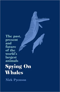 Nick Pyenson Spying on Whales: The Past, Present and Future of the World’s Largest Animals обложка книги