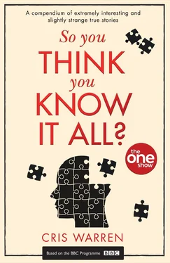 The Show So You Think You Know It All: A compendium of extremely interesting and slightly strange true stories обложка книги