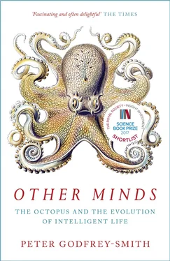 Peter Godfrey-Smith Other Minds: The Octopus and the Evolution of Intelligent Life обложка книги