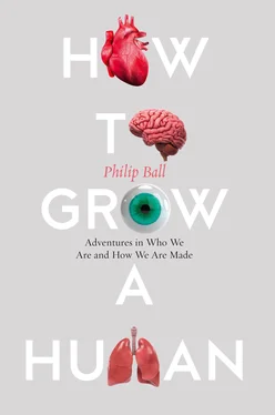 Philip Ball How to Build a Human: Adventures in How We Are Made and Who We Are обложка книги