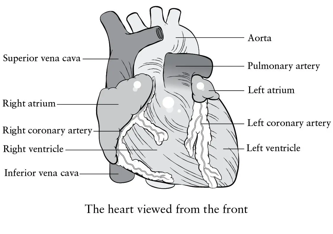 Whats so fascinating about the human heart is its movement the rhythm and - фото 2