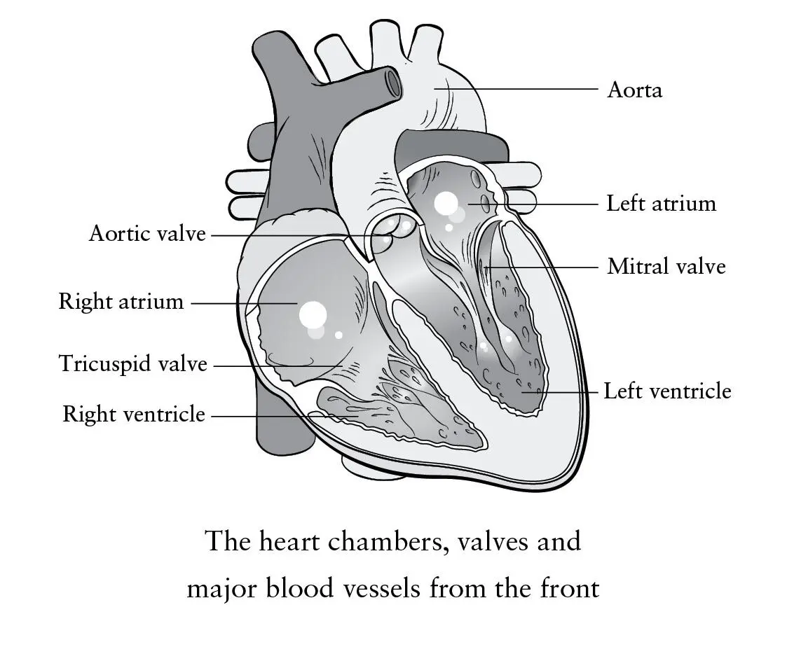 My school biology classes taught me that the heart sits in the centre of the - фото 3