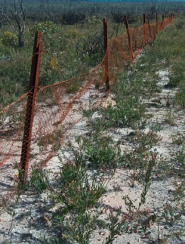 Old rabbitproof fence remains along Hamersley Drive Fitzgerald River National - фото 24