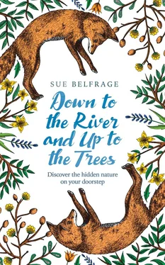 Sue Belfrage Down to the River and Up to the Trees: Discover the hidden nature on your doorstep обложка книги