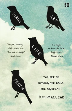 Kyo Maclear Birds Art Life Death: The Art of Noticing the Small and Significant обложка книги