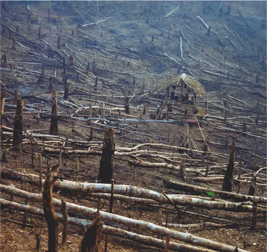 The slash and burn method of farming widely adopted in places like South - фото 5