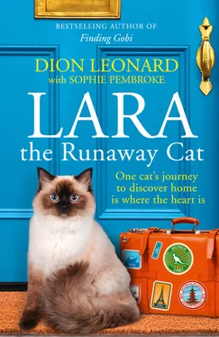 Sophie Pembroke Lara The Runaway Cat: One cat’s journey to discover home is where the heart is обложка книги