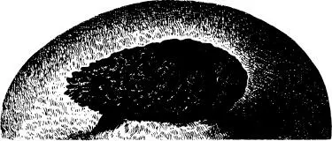 CHAPTER ONE T he Dog Star stood beneath the Judgement Seats and raged The - фото 1