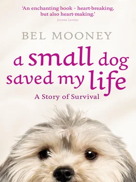 Bel Mooney A Small Dog Saved My Life обложка книги