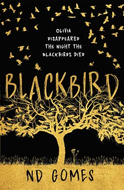 N.D. Gomes Blackbird обложка книги