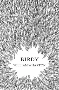William Wharton Birdy обложка книги