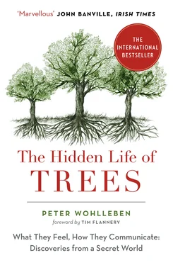 Peter Wohlleben The Hidden Life of Trees: The International Bestseller – What They Feel, How They Communicate обложка книги