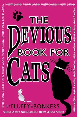 Collective work The Devious Book for Cats: Cats have nine lives. Shouldn’t they be lived to the fullest? обложка книги