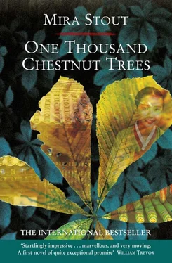 Mira Stout One Thousand Chestnut Trees обложка книги