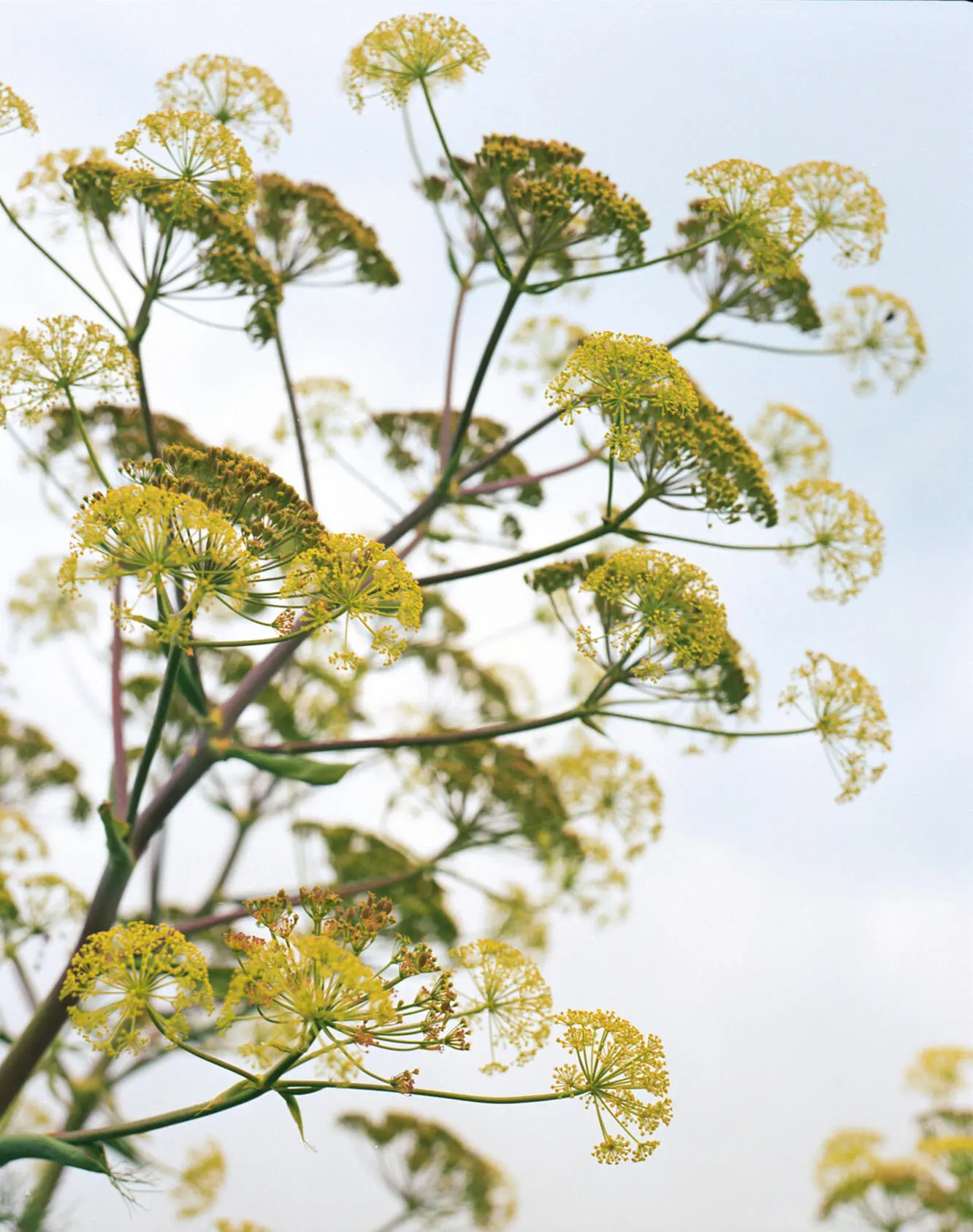 Finocchietto selvaticoWild fennel A flavour that feels only Sicilian If I had - фото 24