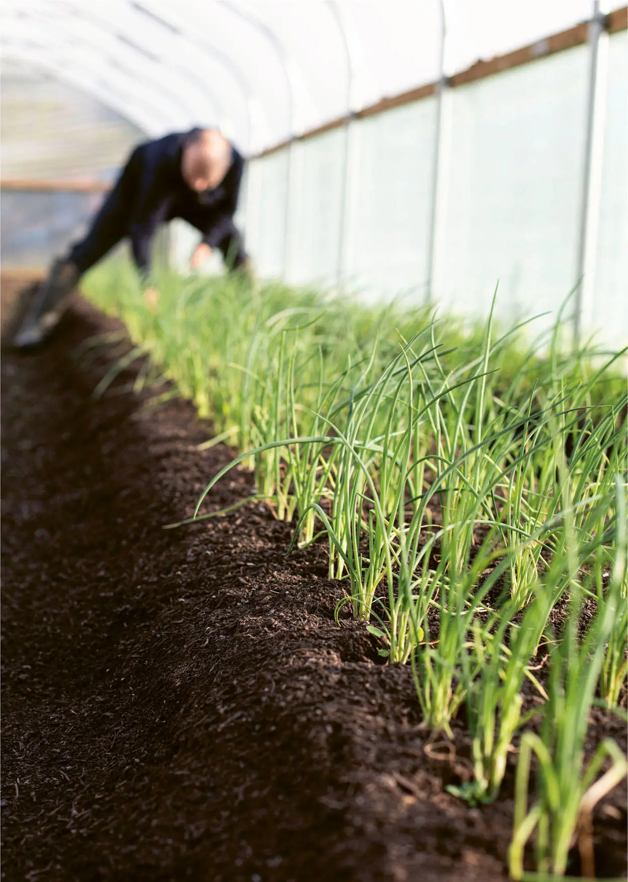 Spring and summer are our key growing periods when we need to get cracking to - фото 4