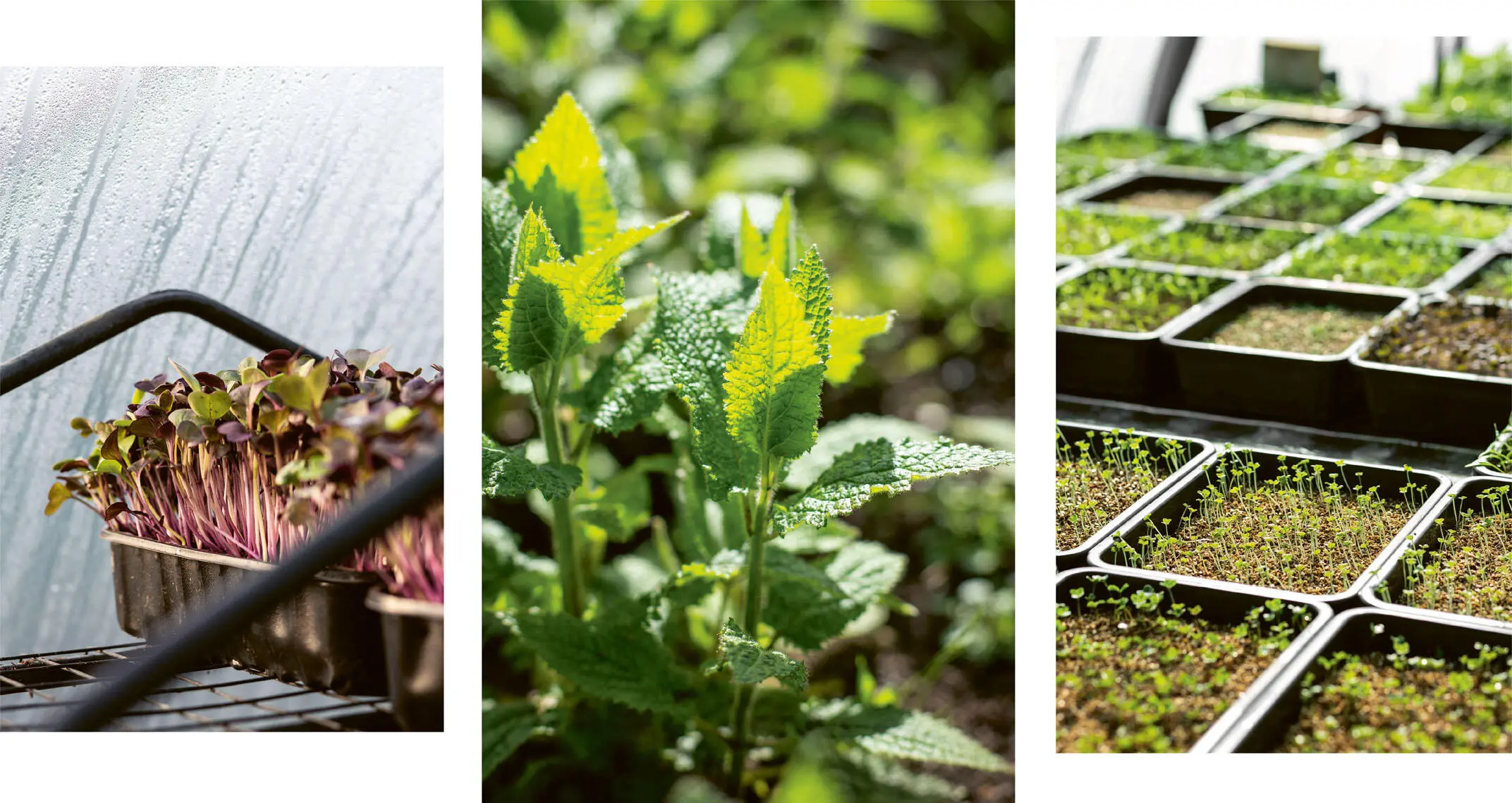 AYNESOME VEGETABLE INFUSION Simply created as a celebration of all the - фото 7