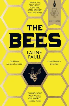 Laline Paull The Bees обложка книги