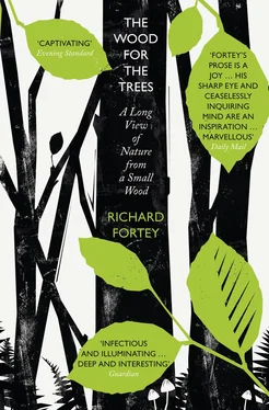 Richard Fortey The Wood for the Trees: The Long View of Nature from a Small Wood обложка книги