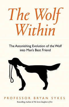 Bryan Sykes The Wolf Within: The Astonishing Evolution of the Wolf into Man’s Best Friend обложка книги