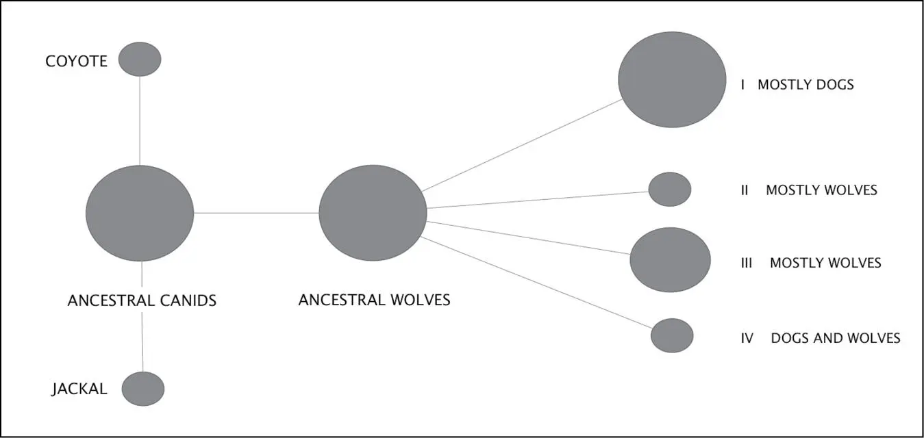 Waynes Dog Tree simplified Image courtesy of Professor Bryan Sykes Had - фото 2