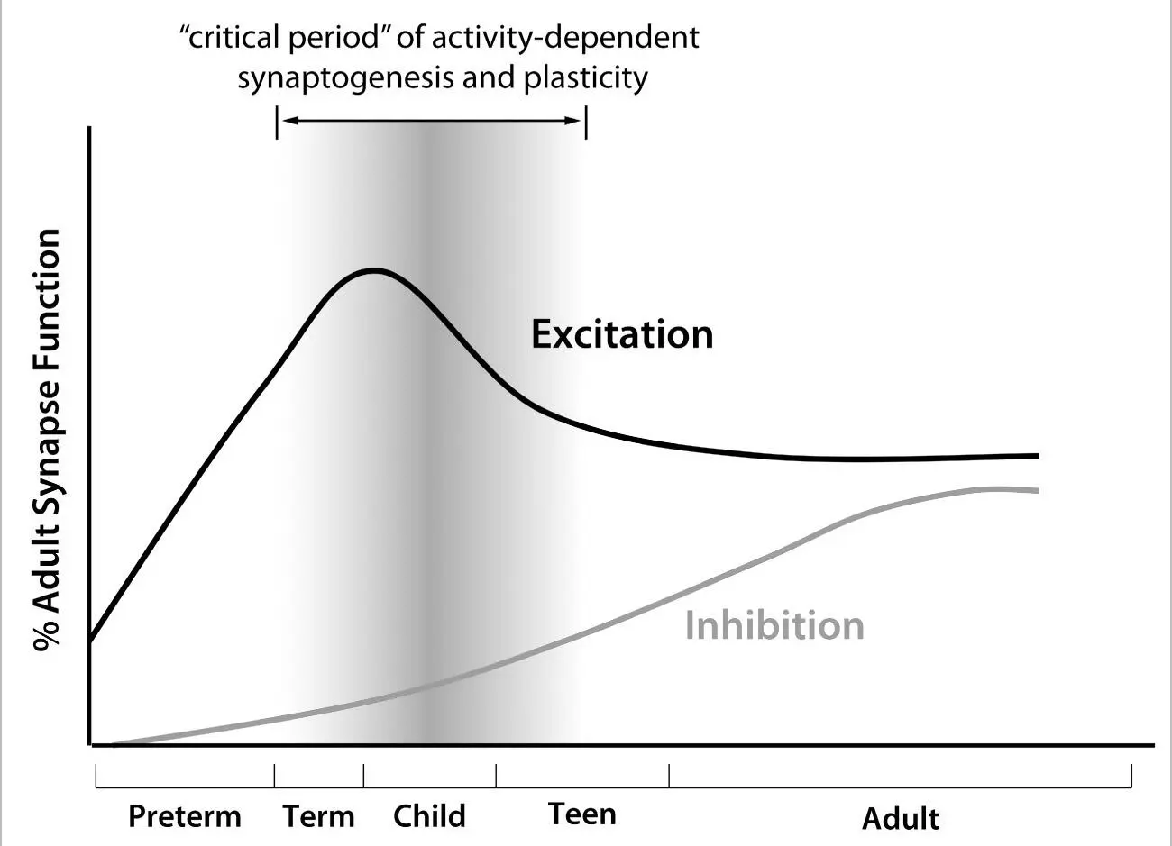 FIGURE 8 The Young Brain Has More Excitatory Synapses Than Inhibitory - фото 4