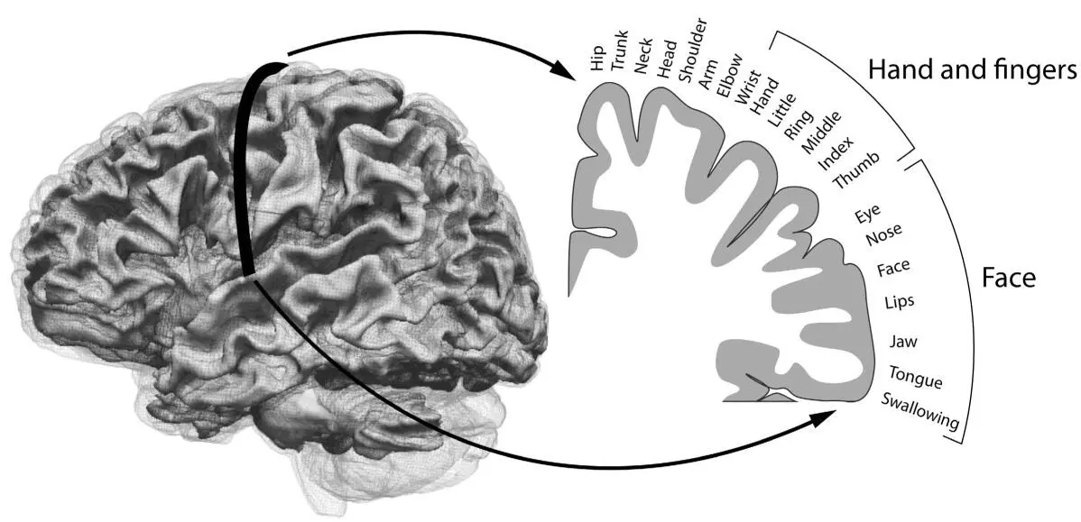 FIGURE 2 The HomunculusA map of the brain illustrating the regions that - фото 1