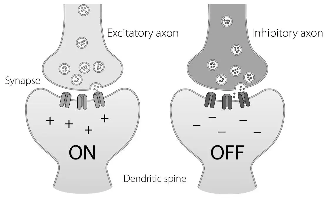 FIGURE 7B Excitatory and Inhibitory SynapsesExcitatory axons release - фото 3
