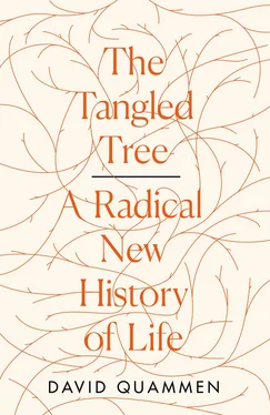 David Quammen The Tangled Tree: A Radical New History of Life обложка книги